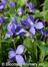 Viola odorata                                     